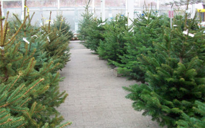 Weihnachtsbäume bei Pfitzner in Heidenau bei Dresden